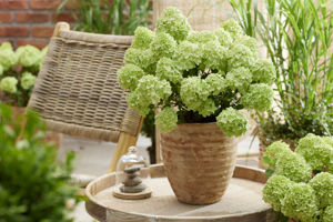 Picture of Hydrangea